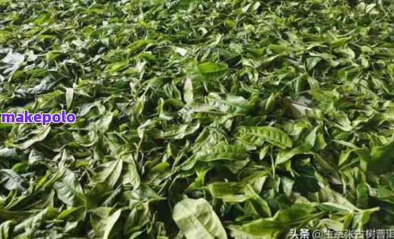 普洱茶新茶有青草味：原因、正常与解决方法