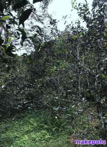 原始森林深处的高山寨龙潭普洱茶：一场视觉与味觉的宴