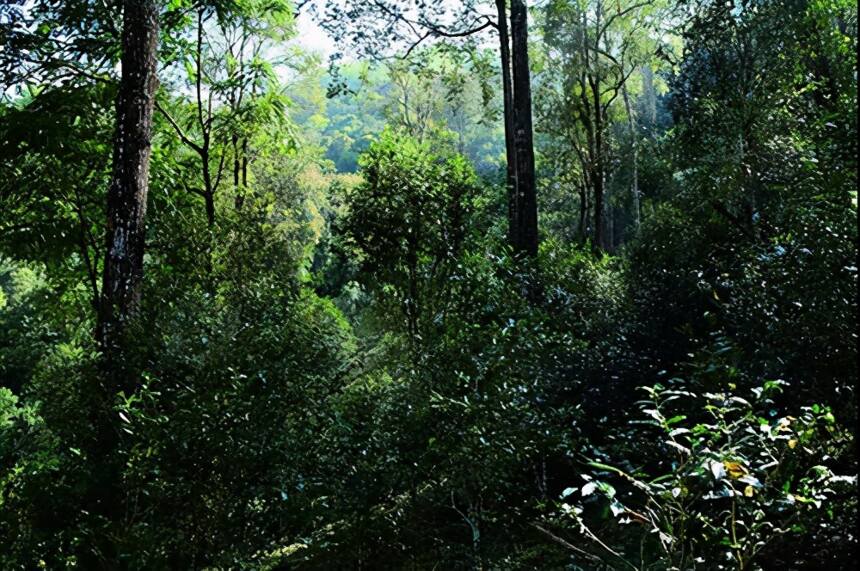 原始森林深处的高山寨龙潭普洱茶：一场视觉与味觉的宴