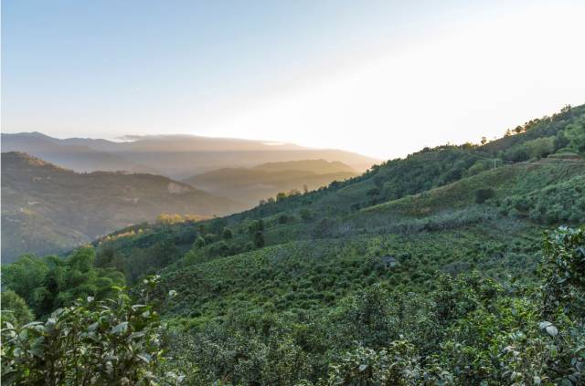 原始森林深处的高山寨龙潭普洱茶：一场视觉与味觉的宴