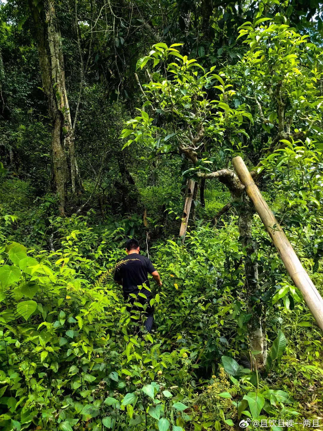 原始森林深处的高山寨龙潭普洱茶：一场视觉与味觉的宴