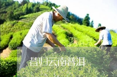 西双版纳普洱茶昔归