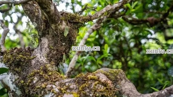 探寻野生普洱茶：特点、品质与鉴别方法，一文全面了解！