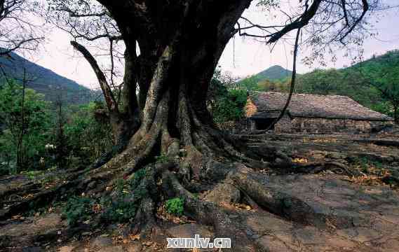 云南南迫古树：历、文化、生态与旅游价值的全面解析