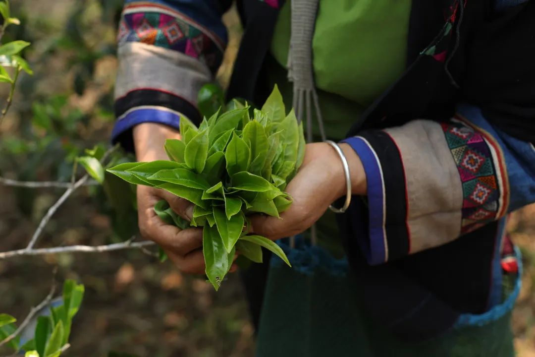 七彩茶业早春普洱茶