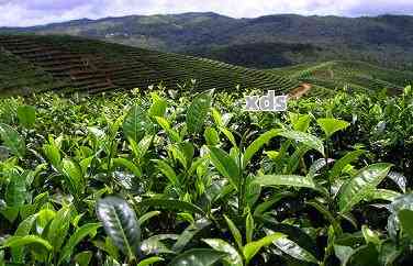 普洱茶：一种独特的种植类别与品质特性探究