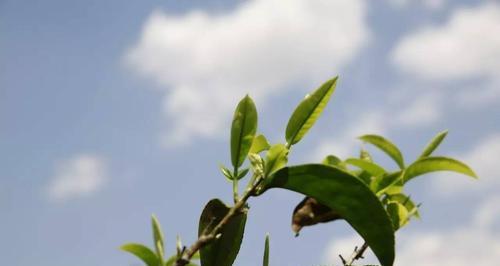 普洱茶：一种独特的种植类别与品质特性探究