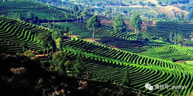 普洱子湖茶山：探索中国云南的茶叶胜地与自然美景