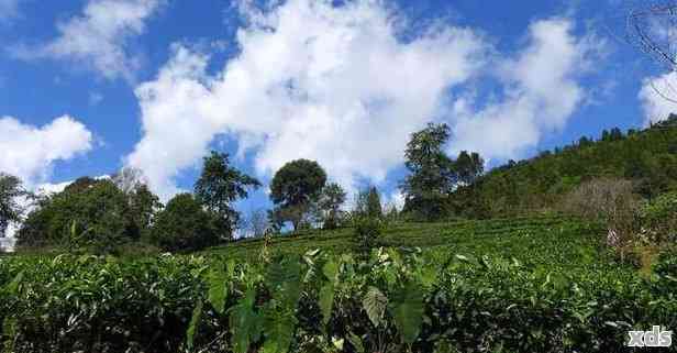 普洱子湖茶山：探索中国云南的茶叶胜地与自然美景