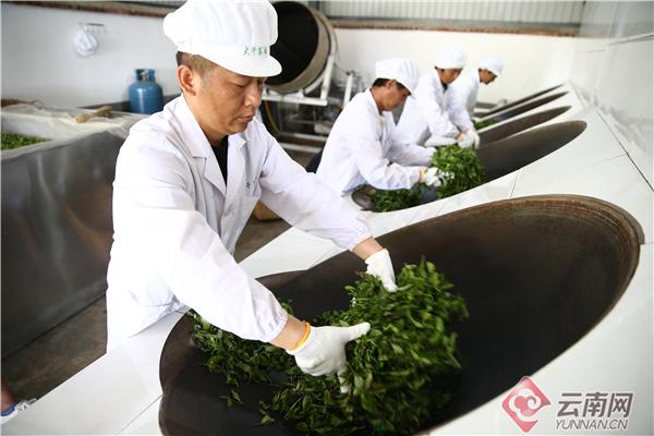 豫普洱茶厂：专注于云南大叶种普洱茶的现代化生产企业