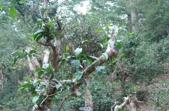 云南豫茶厂茶售价古树古味，简介与勐海豫茶厂的关联