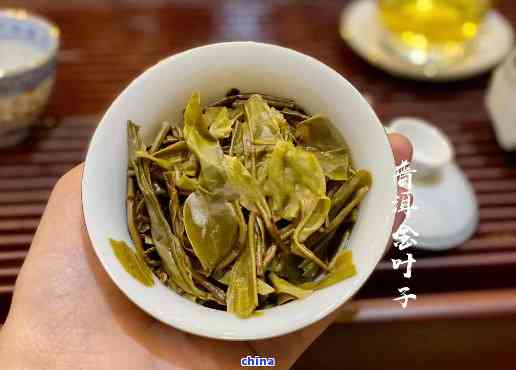 黄金叶普洱茶生茶：泡好喝还是直接喝？了解其功效与是否为生普