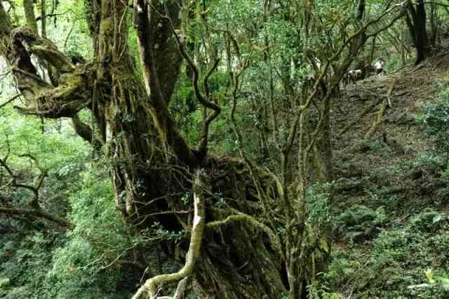 12万普洱茶精选：名山古树、高海拔、老茶树，品鉴顶级普洱茶的奢华之选