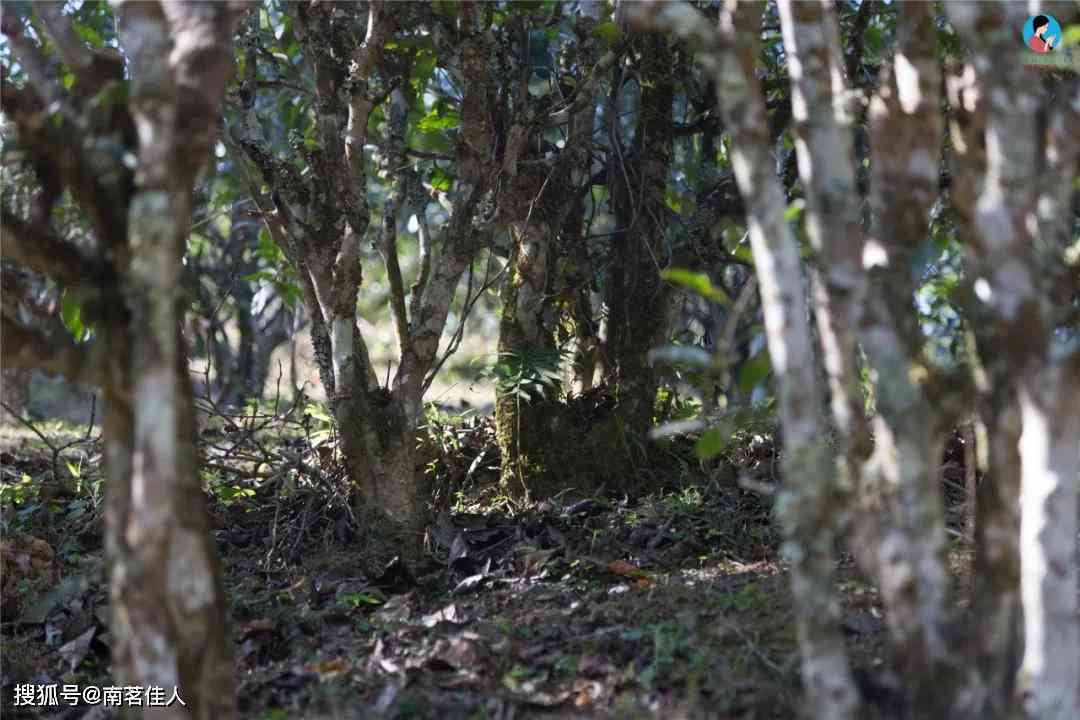 12万普洱茶精选：名山古树、高海拔、老茶树，品鉴顶级普洱茶的奢华之选