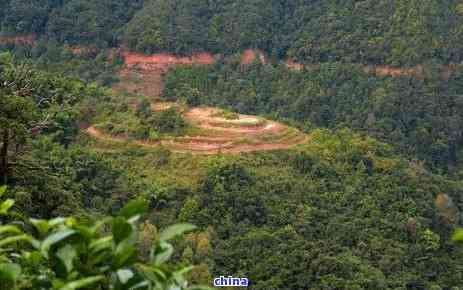 凤凰窝普洱茶特点简介、档次、价格及厂家-墨江凤凰山茶业