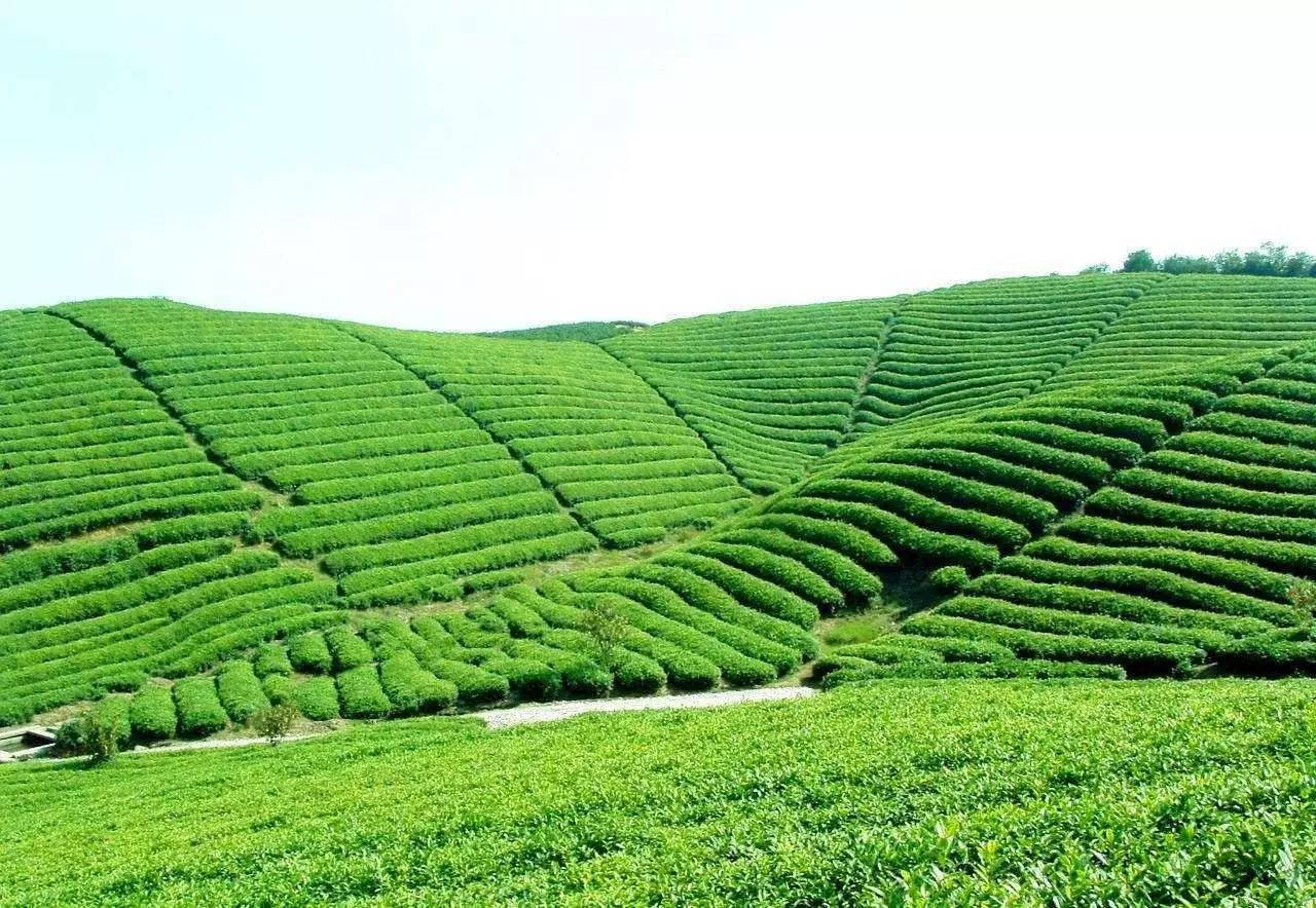 马来西亚的高山茶：一种独特的茶文化体验