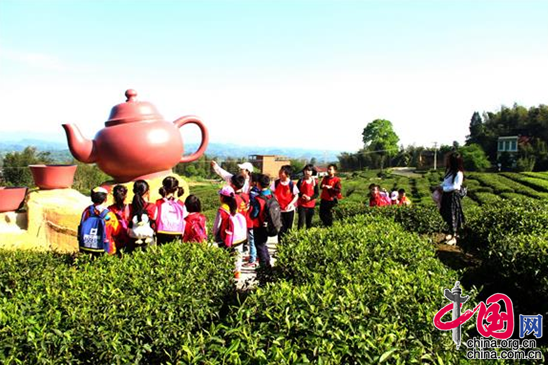 马来西亚的高山茶：一种独特的茶文化体验