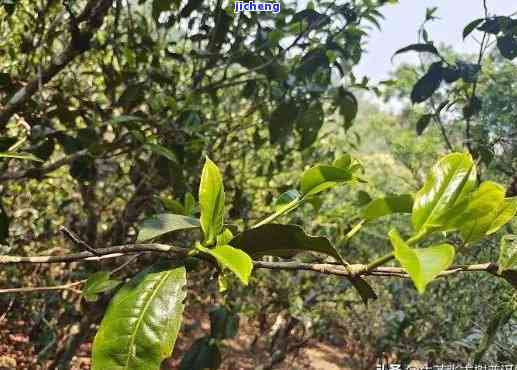 高贡山普洱茶古树茶：品种特征、制作工艺与品饮体验的全面指南