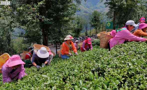 黑龙潭茶厂：探索茶叶制作工艺、茶叶种类及品尝体验的全方位指南