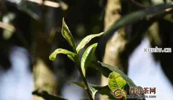 曼龙普洱茶特点介绍：曼新龙普洱茶的独特风味及制作工艺概述。