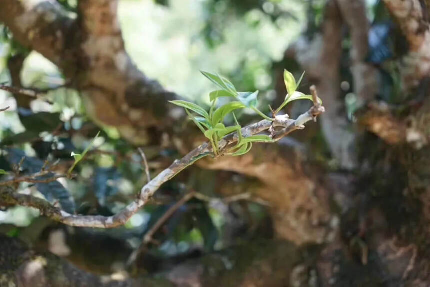 古树普洱茶：明月之下，易武独韵