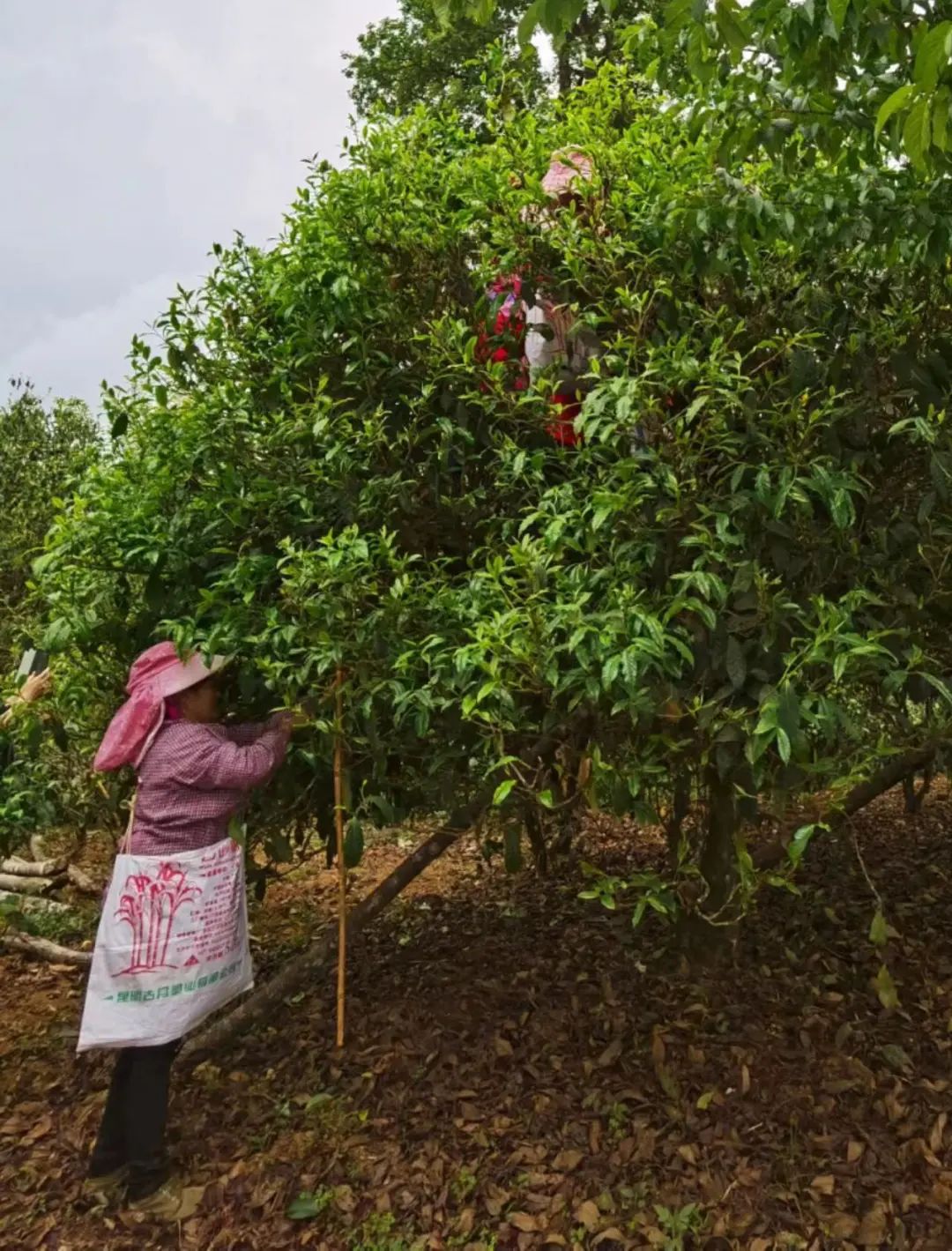 冰岛与曼松普洱茶之争：两种茶叶的独特风味和区别解析