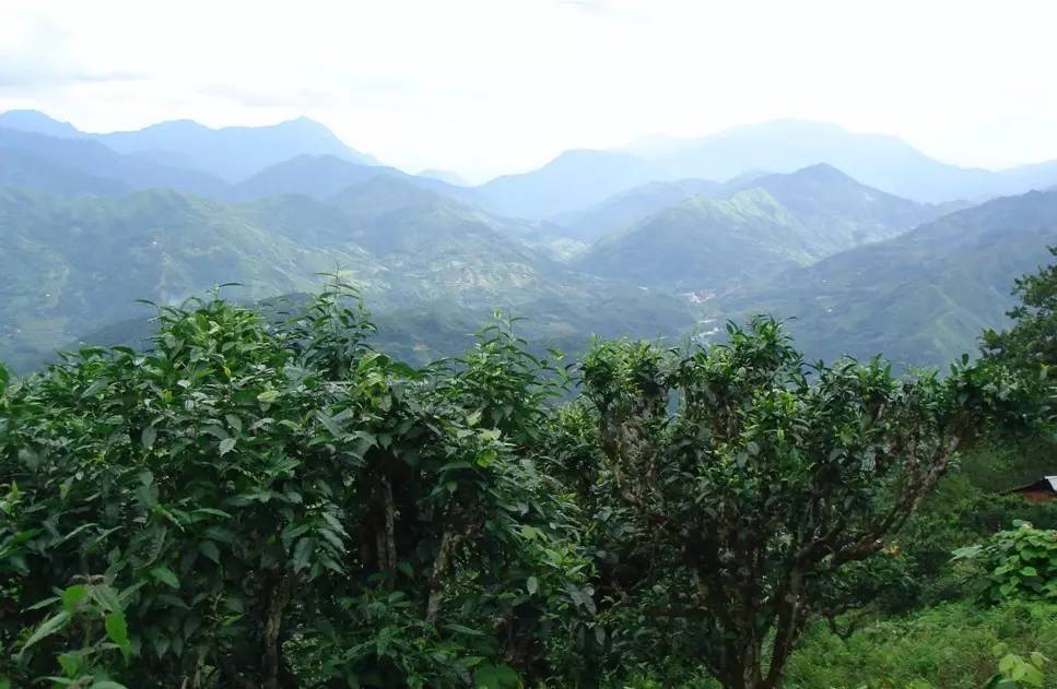 南糯山普洱茶07年价格表-南糯山普洱茶07年价格表及图片