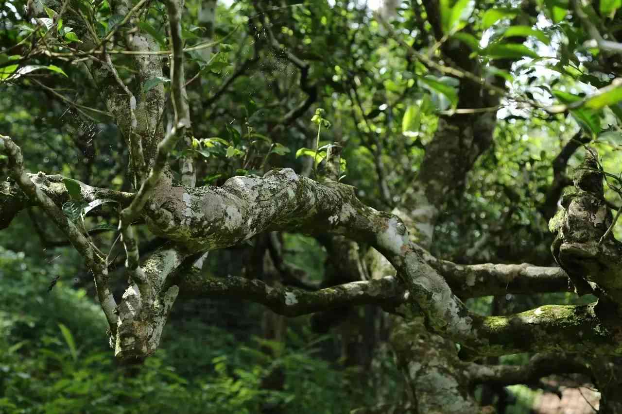 云南古茶林的秘境之旅：探索老茶山的文化与自然奇观