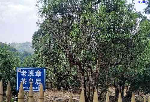 下关班章正山老树茶：古树韵味，匠心独运的品茗之旅