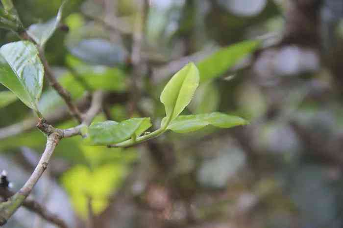 七星茶王雀：品种、产地、口感、功效与泡法的全面解析