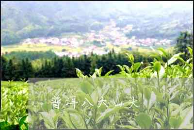 普洱茶九头山好喝吗