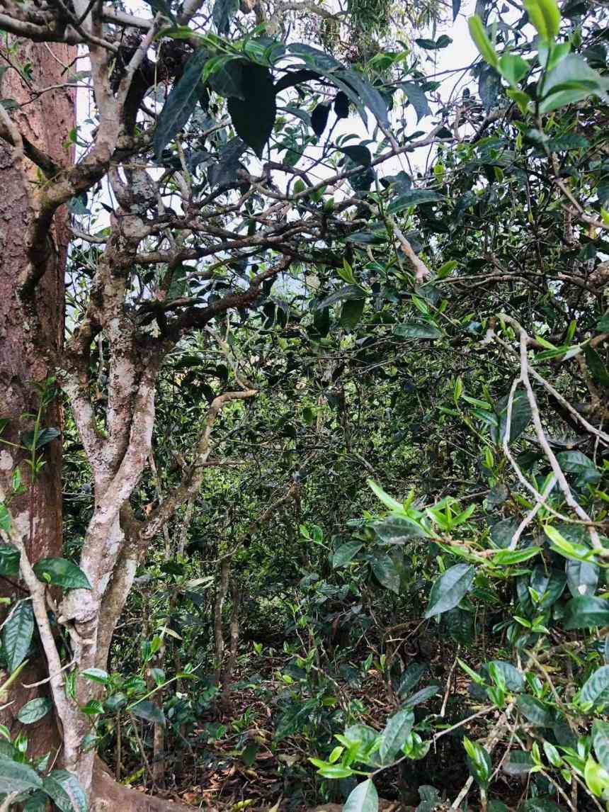 普洱茶古树木紫芽： 探究紫叶普洱茶的魅力