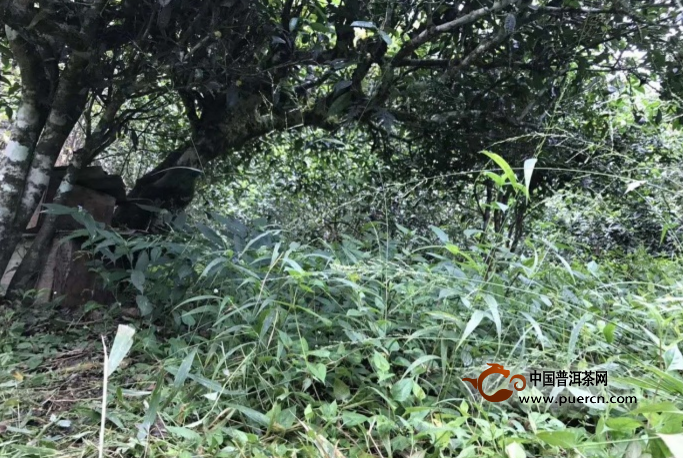 普洱茶古树木紫芽： 探究紫叶普洱茶的魅力