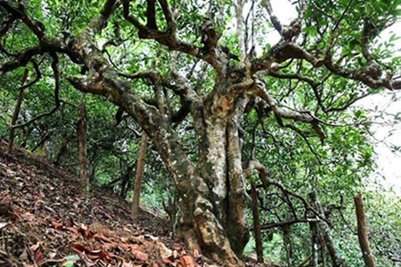 勐山野大树普洱茶：源自原始森林的独特韵味