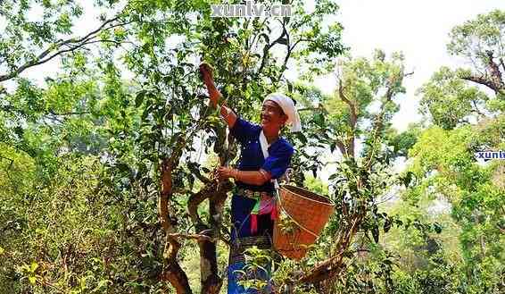 云南平西王府普洱茶古树茶王：千年古树韵味，品鉴极致醇香