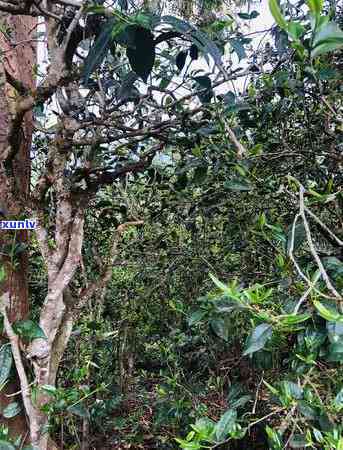 邦东古树茶：一种独特的普洱茶，探索其品种、制作工艺及口感特性