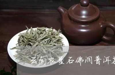 石佛洞生茶品质优良，来自云南石佛洞茶叶的普洱茶怎么样？