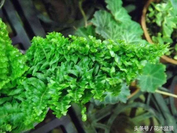 水绿和水阳绿的区别：从植物种类、颜色特征到栽培技巧全面解析