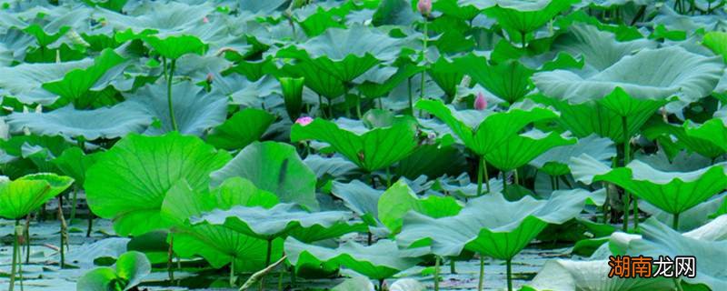 水绿和水阳绿的区别：从植物种类、颜色特征到栽培技巧全面解析