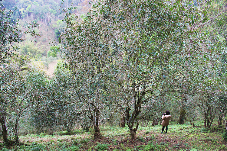 2017年倚邦山野古树茶：原始森林的味道与传承工艺的融合