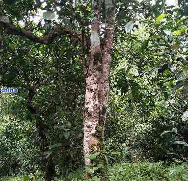 布朗山普洱茶名山寨大揭秘：一文全面解析各大著名产地及其特点