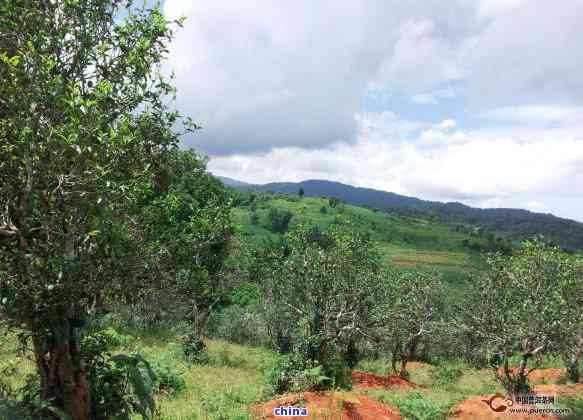 布朗山普洱茶名山寨大揭秘：一文全面解析各大著名产地及其特点