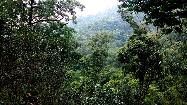 多依树古树普洱茶：云南原生态风味与文化传承的完美结合