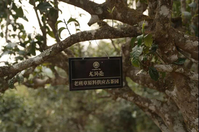 新 昊茗茶业精选班章普洱茶——源自古树，传承经典