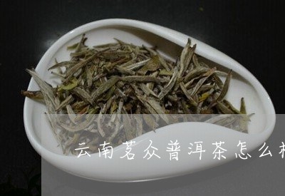 茗众的普洱茶怎么样