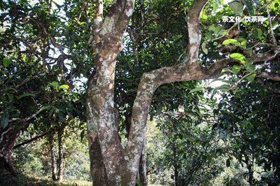 景迈山普洱茶口感特点，品种及价格详解：357克熟茶的功效和作用