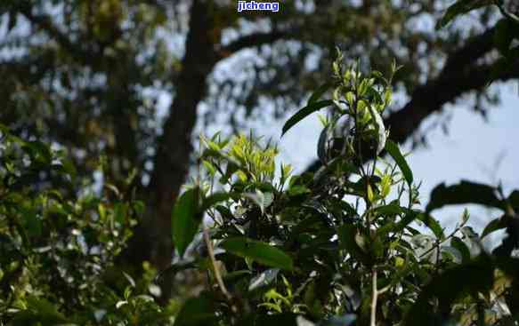 兰石寨普洱茶：云茶之邦的翡翠绿香，古树茶与文化传承之美