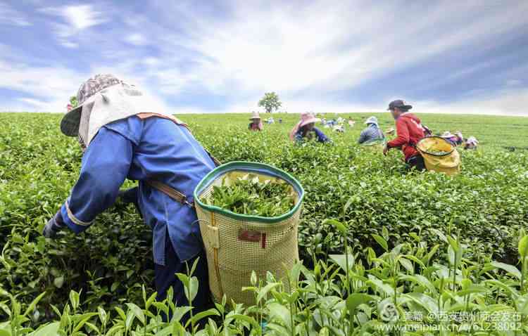 河南省小丽茶叶： 绿色有机茶饮的引领者与创新者