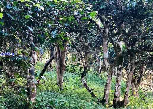 纯正云南大叶种野象谷普洱茶：古树韵味，醇厚口感，深度体验生态普洱之魅力