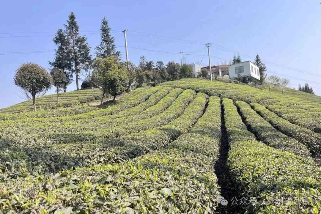 普安县茶厂电话与工业园区信息汇总